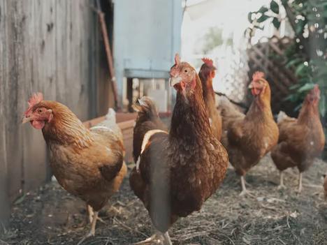 Five brown hens on ground beside fence.